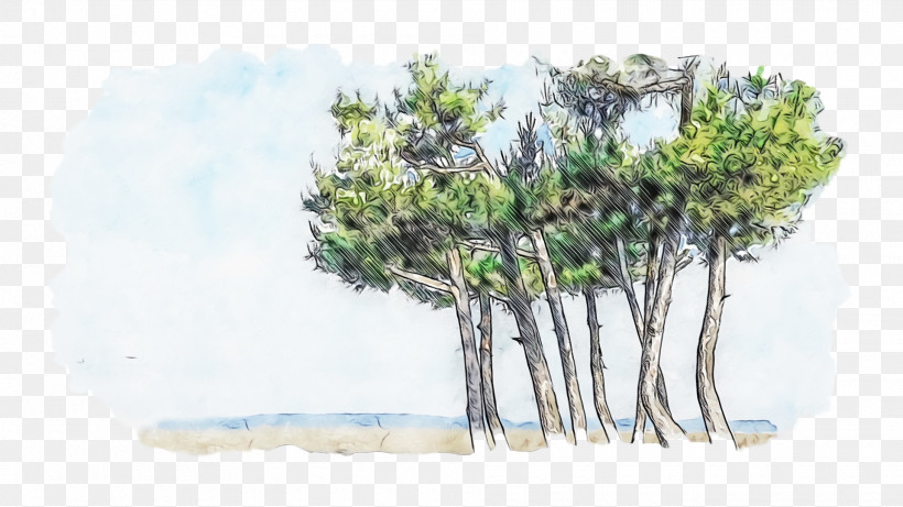 Pine Pine Family, PNG, 1920x1080px, Watercolor, Paint, Pine, Pine Family, Wet Ink Download Free