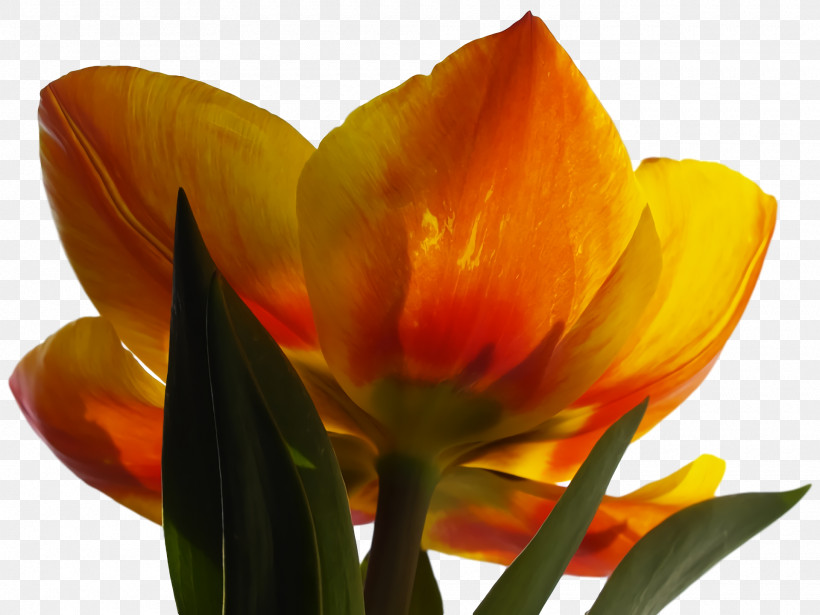 Tulip Plant Stem Petal Bud, PNG, 1920x1440px, Tulip, Biology, Bud, Orange Sa, Petal Download Free