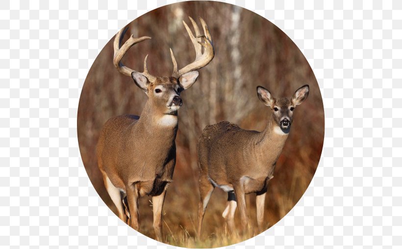 White-tailed Deer Elk Deer Hunting Mule Deer, PNG, 507x507px, Whitetailed Deer, Antelope, Antler, Biggame Hunting, Bison Download Free