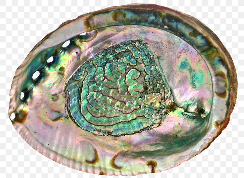 Abalone Mussel Clam Oyster Shellfish, PNG, 810x598px, Abalone, Animal Source Foods, Casket, Chairish, Clam Download Free