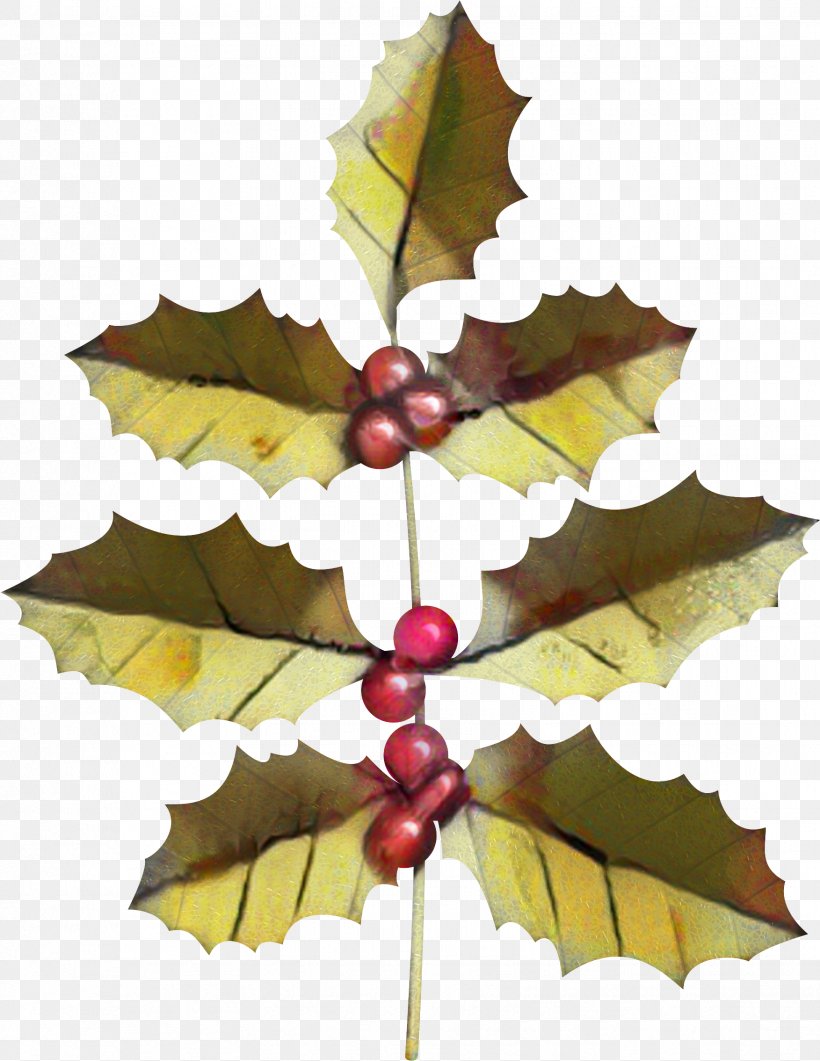 Christmas Tree Leaves, PNG, 1753x2269px, Grape, American Holly, Aquifoliales, Black Maple, Christmas Day Download Free