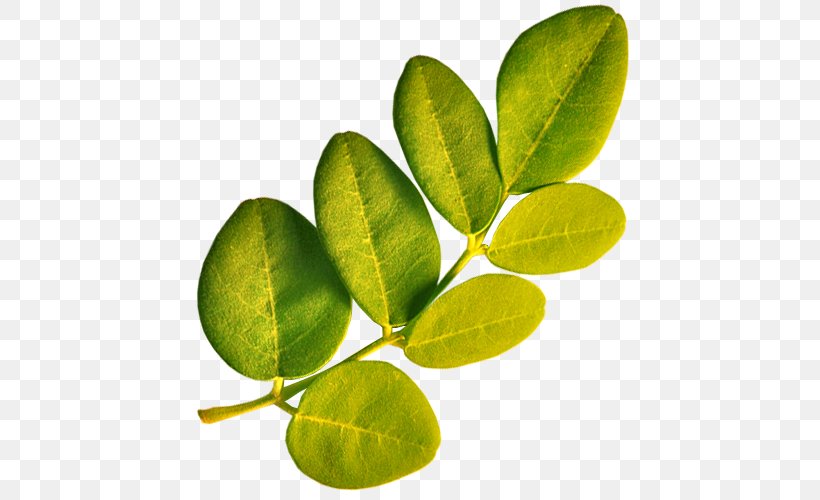 Drumstick Tree Leaf Plant Vitamin A, PNG, 500x500px, Drumstick Tree, Article, Food, Fruit, Leaf Download Free