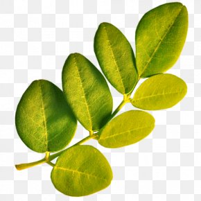 Tropical Leaf - Drumstick Tree Leaf Plant Vitamin A PNG