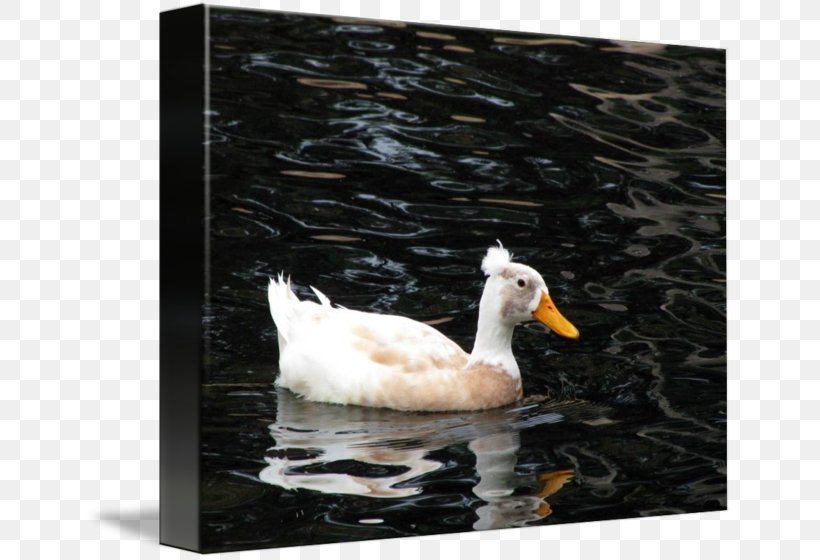 Duck Goose Cygnini Feather Picture Frames, PNG, 650x560px, Duck, Beak, Bird, Cygnini, Ducks Geese And Swans Download Free