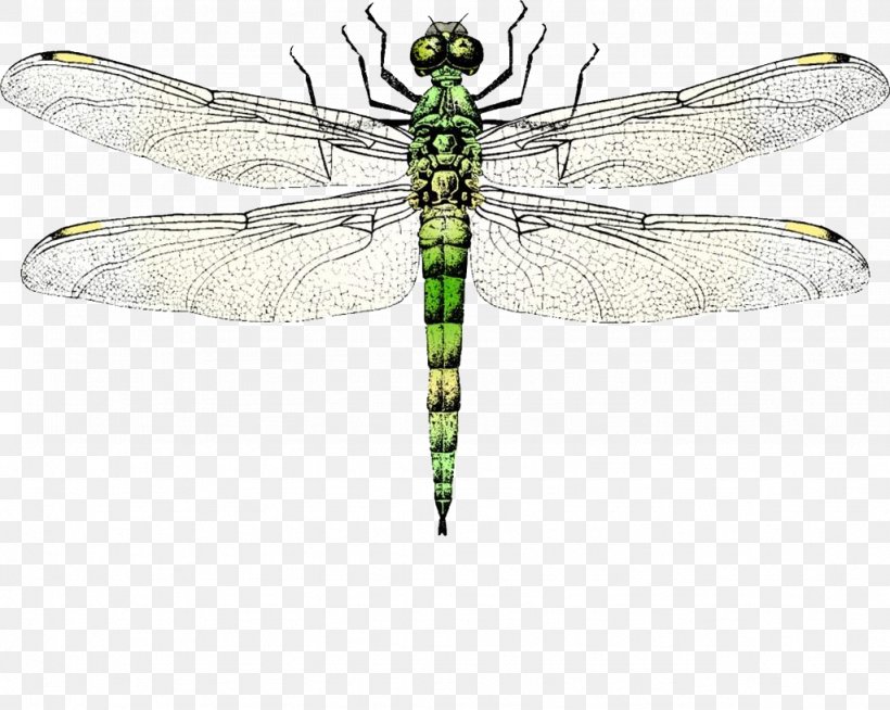 Insect Wing Dragonfly Clip Art, PNG, 1024x817px, Insect, Animal, Arthropod, Cartoon, Damselfly Download Free