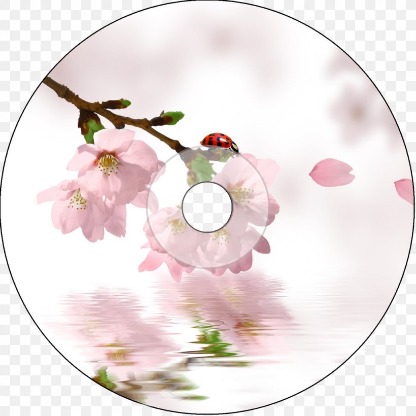 Jingzhe Cherry Blossom Peach Blossom, PNG, 1024x1024px, Jingzhe, Art, Blossom, Branch, Cherry Blossom Download Free