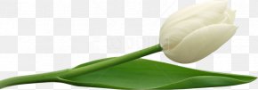 Tulip Background Top - Clip Art Tulip Image Vector Graphics PNG