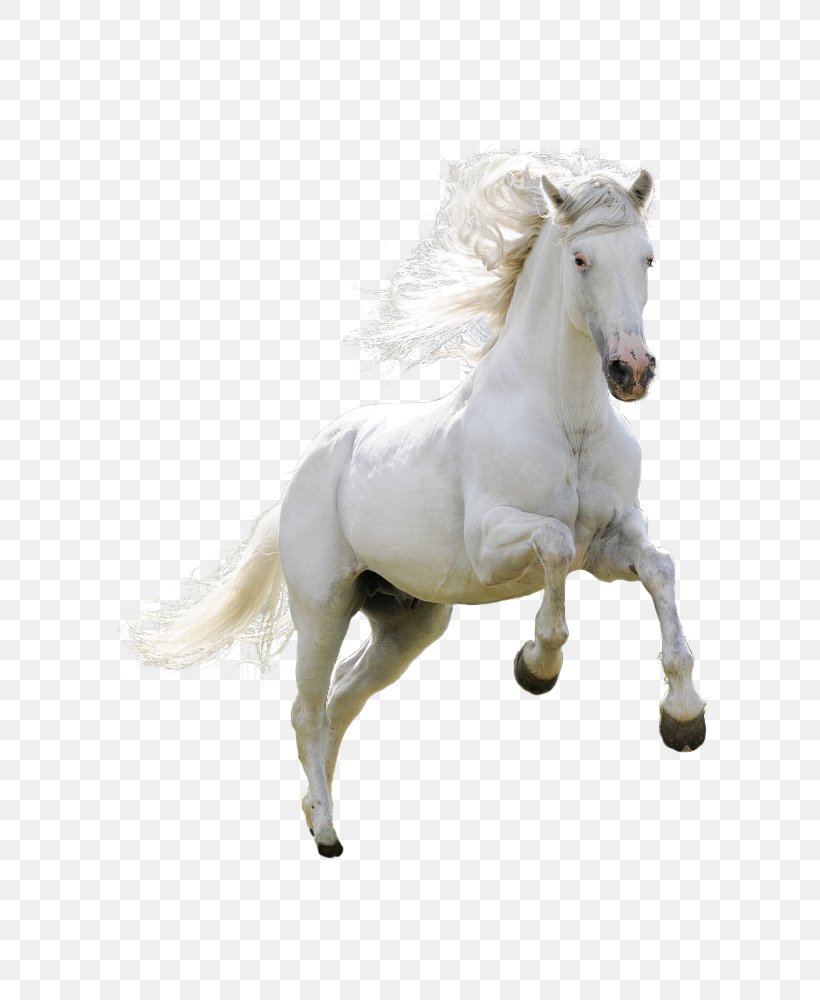 Horse Desktop Wallpaper Image High-definition Video, PNG, 750x1000px, Horse, Animal Figure, Bridle, Desktop Environment, Directory Download Free