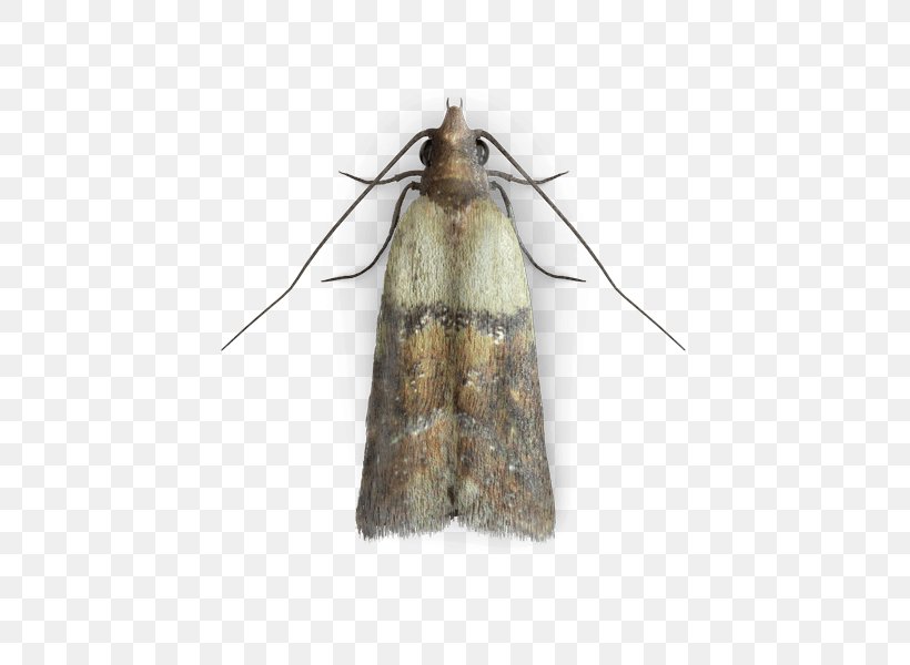 Indianmeal Moth Common Clothes Moth Mite Insect, PNG, 425x600px, Indianmeal Moth, Arna, Arthropod, Common Clothes Moth, Food Download Free