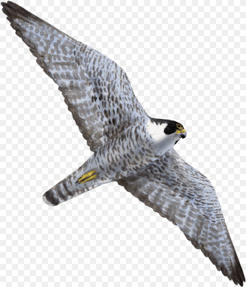 Hawk Bird Of Prey Peregrine Falcon Flight, PNG, 1028x1200px, Hawk, Accipitriformes, Aile, Beak, Bird Download Free