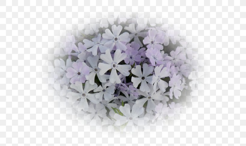 Lilac Flower, PNG, 650x488px, Lilac, Flower, Lavender, Purple, Violet Download Free