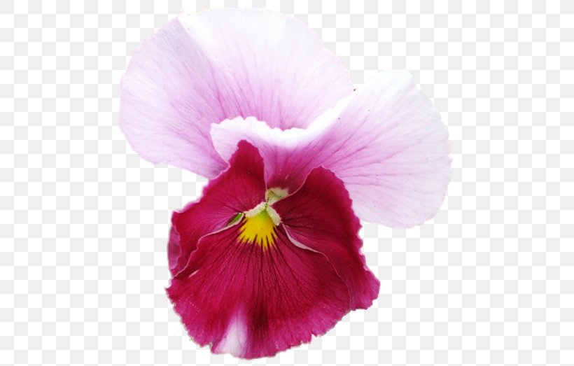 Pansy Annual Plant Close-up, PNG, 494x523px, Pansy, Annual Plant, Closeup, Flower, Flowering Plant Download Free