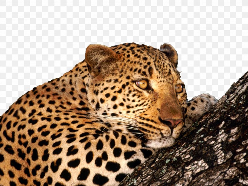 Leopard Big Cat Wallpaper, PNG, 1999x1500px, 4k Resolution, Leopard, Big Cat, Big Cats, Bootstrapcdn Download Free
