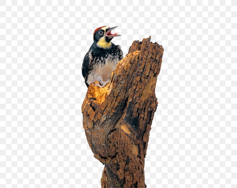 Woodpecker Bird Dendrocopos Piciformes, PNG, 500x653px, Woodpecker, Animal, Beak, Bird, Dendrocopos Download Free