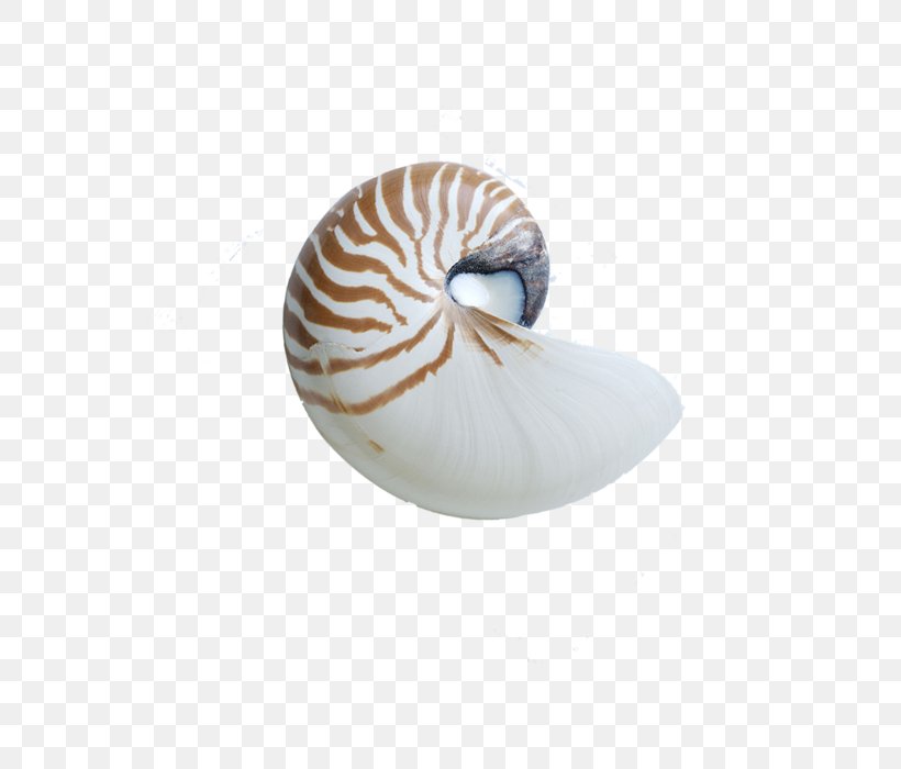 Chambered Nautilus Seashell Sea Snail Nautilidae, PNG, 700x700px, Chambered Nautilus, Conch, Conchology, Invertebrate, Marine Invertebrates Download Free