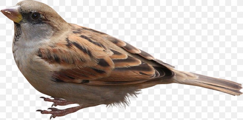 House Sparrow Bird Eurasian Tree Sparrow, PNG, 1048x520px, House Sparrow, Albom, American Sparrows, Beak, Bird Download Free