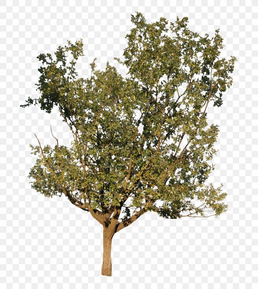 Twig Plane Trees Shrub Plane Tree Family, PNG, 2304x2583px, Twig, Branch, Oak, Plane Tree Family, Plane Trees Download Free