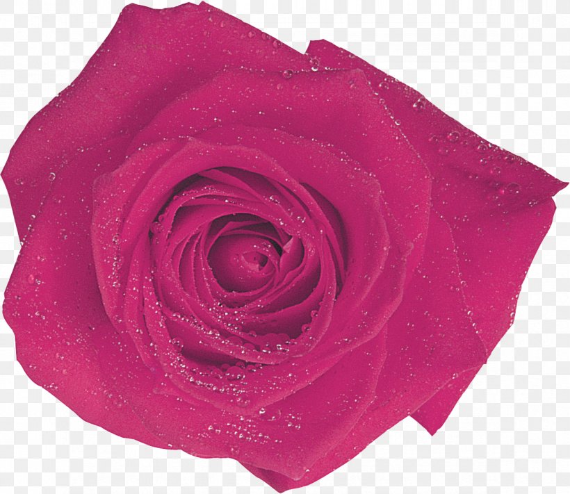 Centifolia Roses Garden Roses Flower Magenta Pink, PNG, 1174x1019px, Centifolia Roses, Cut Flowers, Floribunda, Flower, Flowering Plant Download Free