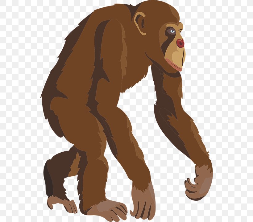 Chimpanzee Primate Ape T-shirt Monkey, PNG, 560x720px, Chimpanzee, Animal, Ape, Bear, Carnivoran Download Free