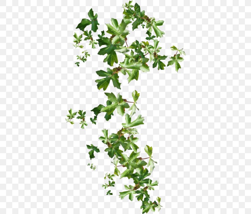Ivy Branch Liana Clip Art, PNG, 396x699px, Ivy, Branch, Digital Image, Flower, Flowering Plant Download Free