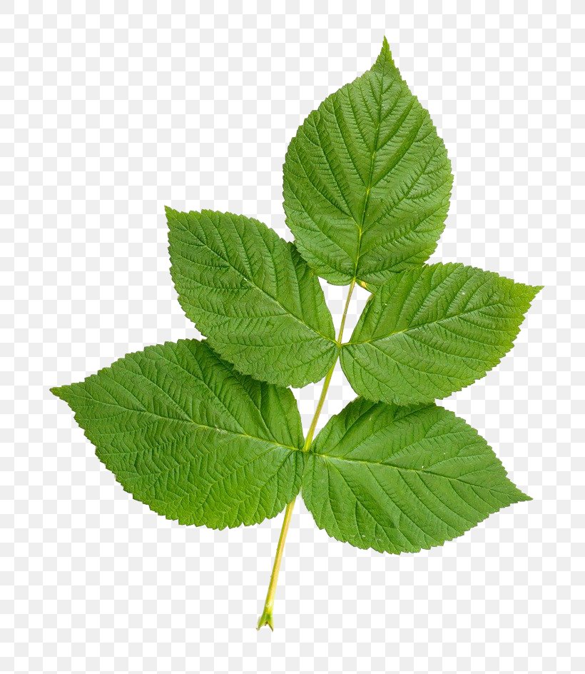 Leaf Stock Photography, PNG, 740x944px, Leaf, Depositphotos, Herb, Photography, Pixel Download Free