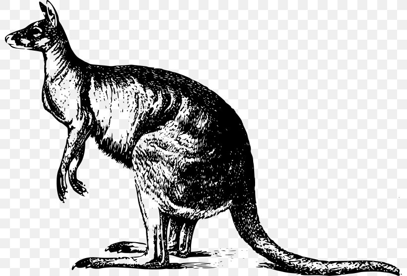 Red Kangaroo Australia Clip Art, PNG, 800x556px, Red Kangaroo, Australia, Black And White, Carnivoran, Cat Download Free