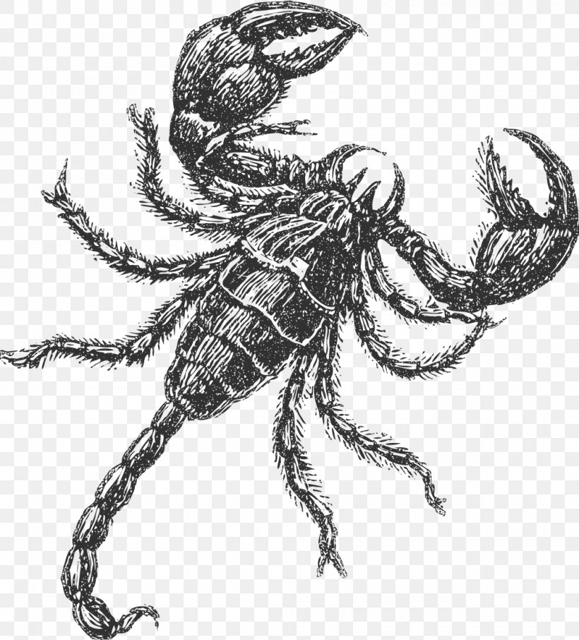 Scorpion Insect Drawing Decapoda Sketch, PNG, 1040x1150px, Watercolor, Cartoon, Flower, Frame, Heart Download Free