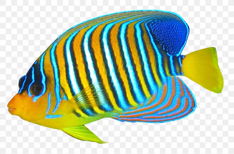 Blue Ring Angelfish Pomacanthidae Clip Art, PNG, 1450x957px, Freshwater Angelfish, Angelfish, Coral Reef Fish, Electric Blue, Emperor Angelfish Download Free