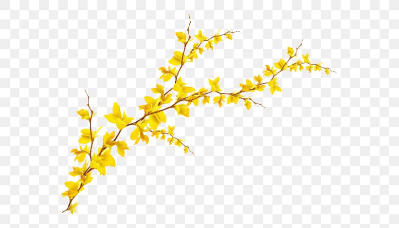 Forsythia, PNG, 600x468px, Leaf, Branch, Flower, Ginkgo Biloba, Photography Download Free