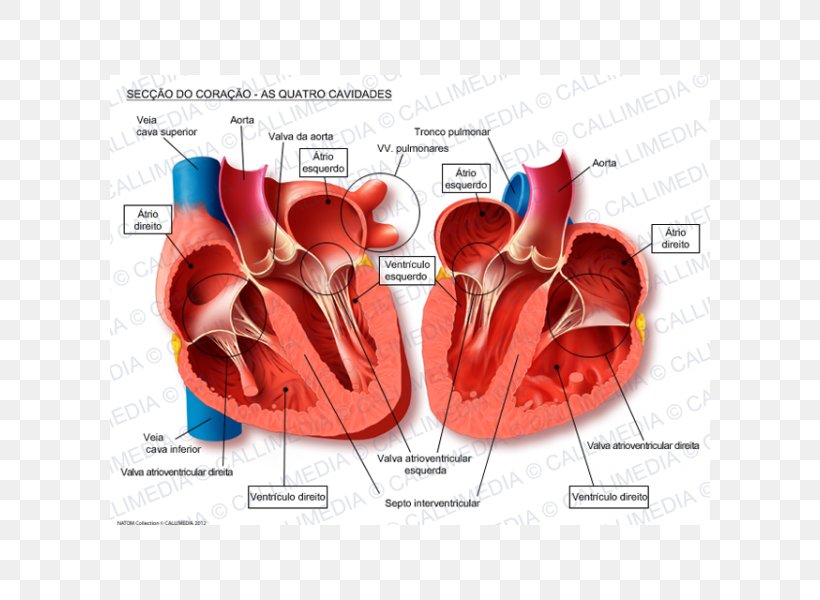 Human Heart Anatomy Blood Vessel Pulmonary Vein, PNG, 600x600px, Watercolor, Cartoon, Flower, Frame, Heart Download Free