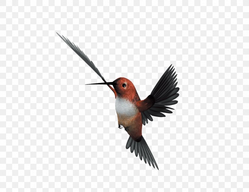 Hummingbird Flight Parrot, PNG, 1042x805px, Bird, Beak, Bird Flight, Fauna, Feather Download Free