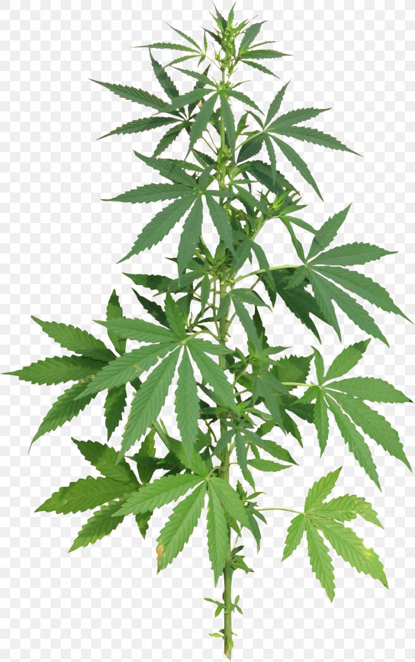 Medical Cannabis Hemp Drug, PNG, 949x1512px, Cannabis, Cannabis Cultivation, Cannabis Smoking, Drug, Hash Oil Download Free