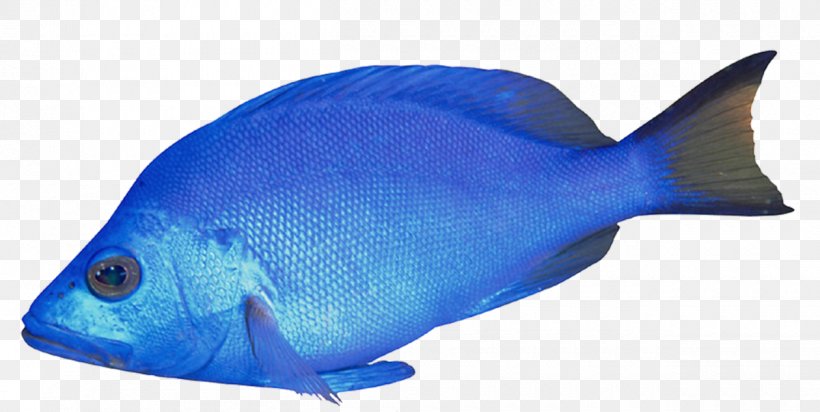 Aquarium Ornamental Fish Tropical Fish, PNG, 1260x634px, Aquarium, Animal Figure, Blue, Cobalt Blue, Coral Reef Fish Download Free
