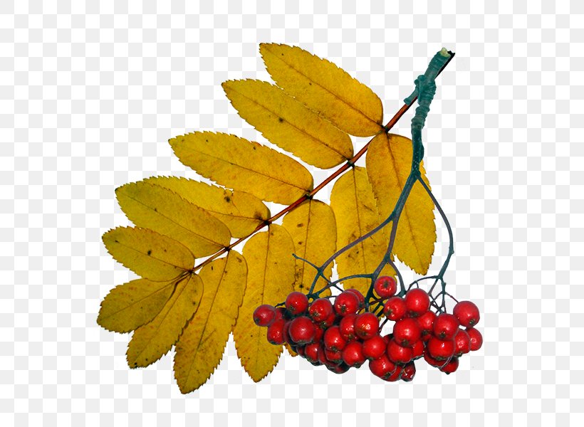 Leaf Autumn Clip Art, PNG, 600x600px, Leaf, Autumn, Autumn Leaf Color, Branch, Food Download Free