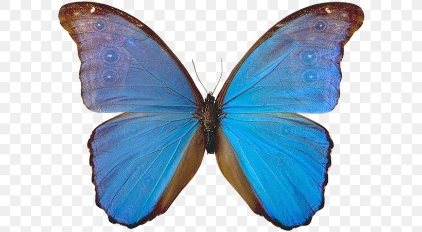 Monarch Butterfly Insect Gossamer-winged Butterflies Blue, PNG, 600x451px, Monarch Butterfly, Animal, Arthropod, Blue, Bozzolo Download Free