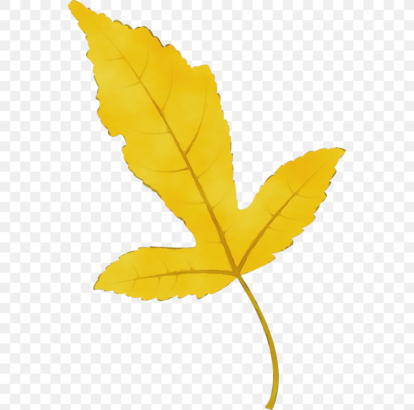 Plant Stem Leaf Flower Petal Maple Leaf / M, PNG, 550x812px, Watercolor, Biology, Flower, Leaf, Maple Leaf M Download Free
