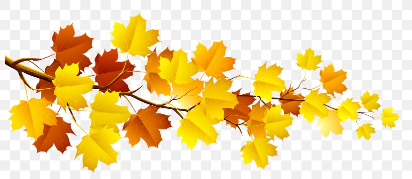 Clip Art Autumnal Leaves Image, PNG, 800x357px, Autumn, Autumn Leaf Color, Black Maple, Branch, Deciduous Download Free
