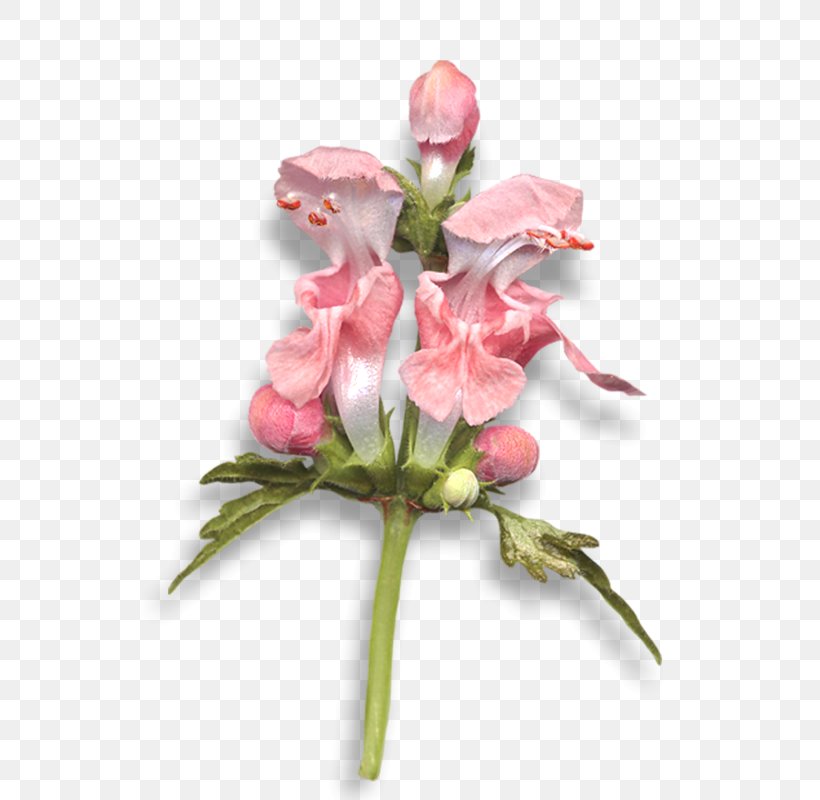 Floral Design Flower Clip Art, PNG, 548x800px, Floral Design, Bud, Cut Flowers, Drawing, Floristry Download Free