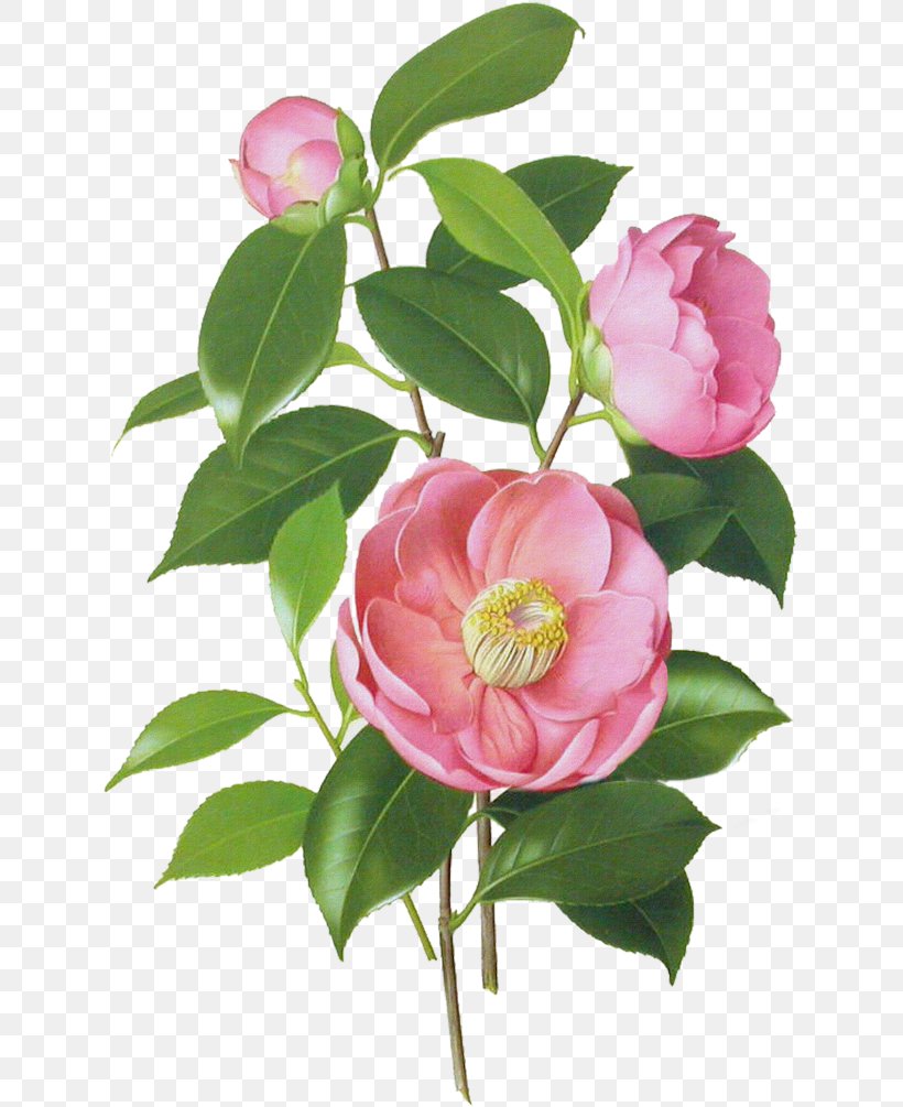 Japanese Camellia Botanical Illustration Botany Watercolor Painting, PNG, 634x1005px, Japanese Camellia, Art, Botanical Illustration, Botanical Illustrator, Botany Download Free