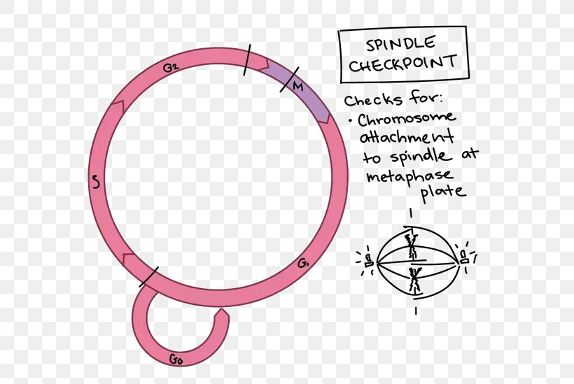 The Cell Cycle Cell Cycle Checkpoint The Eukaryotic Cell Cycle, PNG, 602x549px, Cell Cycle, Area, Auto Part, Biology, Body Jewelry Download Free
