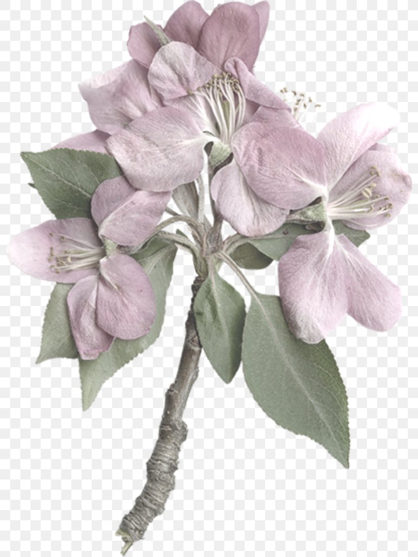 Cut Flowers Plant Stem, PNG, 800x1092px, Cut Flowers, Apple, Blog, Chomikujpl, Flower Download Free