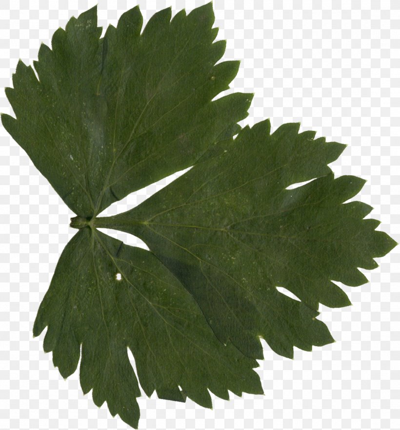 Leaf Grape Leaves, PNG, 1100x1185px, Leaf, Com, Display Resolution, Grape Leaves, Grapevines Download Free