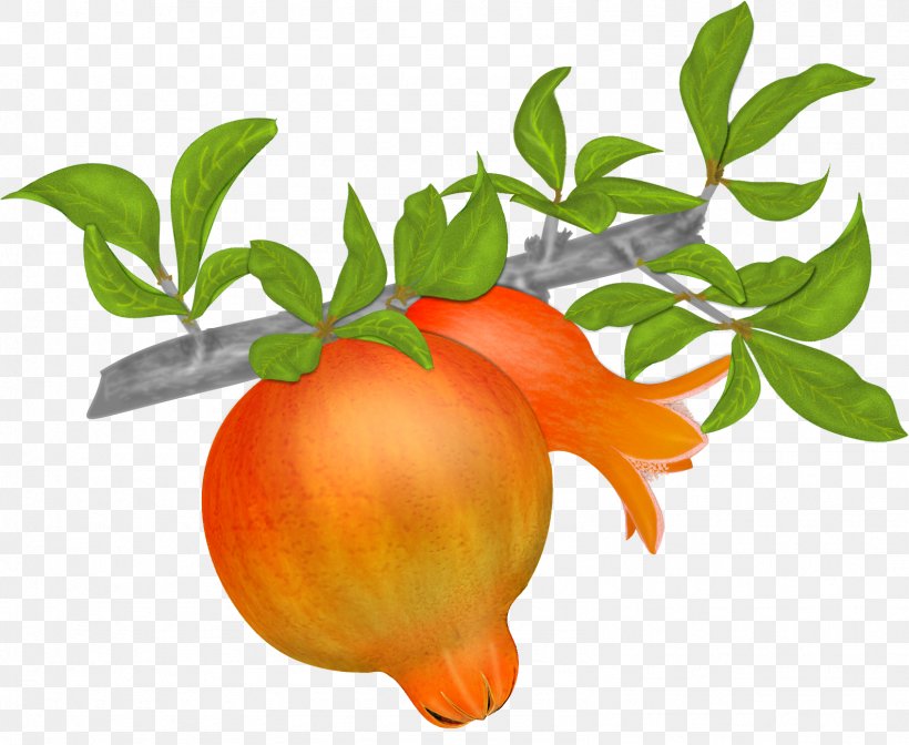 Mandarin Orange Pomegranate Tangerine Clementine, PNG, 1586x1301px, Mandarin Orange, Apple, Bitter Orange, Branch, Citrus Download Free