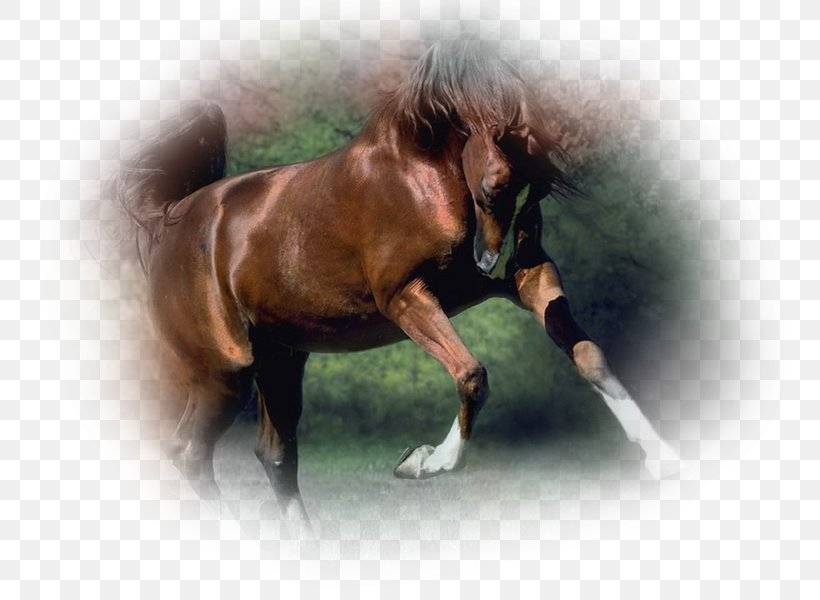 Mane Arabian Horse Appaloosa Mustang Morgan Horse, PNG, 750x600px, Mane, Akhalteke, Andalusian Horse, Appaloosa, Arabian Horse Download Free