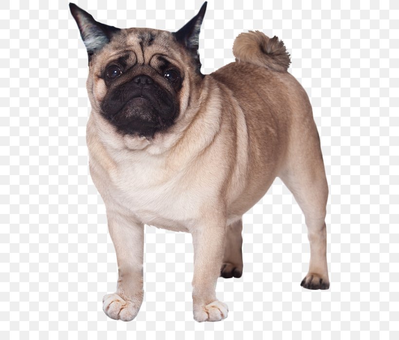 Puggle French Bulldog Beagle, PNG, 539x699px, Pug, Beagle, Breed, Bulldog, Carnivoran Download Free