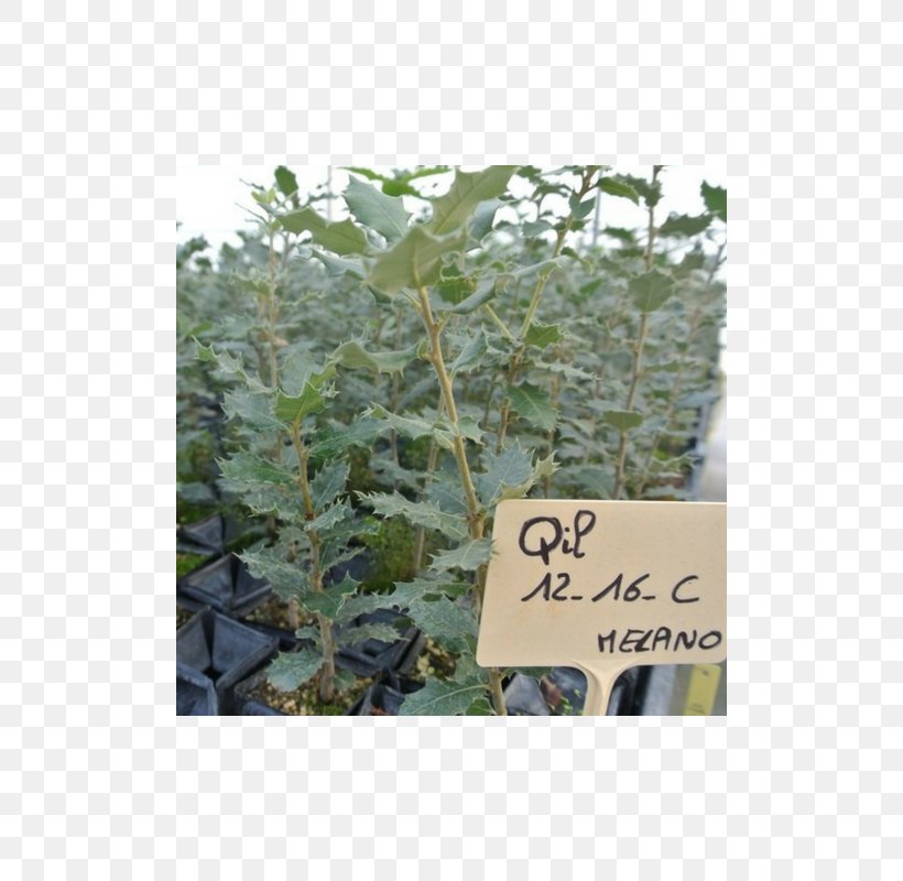 Quercus Ilex Oak Nursery Tree Périgord Black Truffle, PNG, 800x800px, Quercus Ilex, Groundcover, Herb, Holly, Leaf Download Free