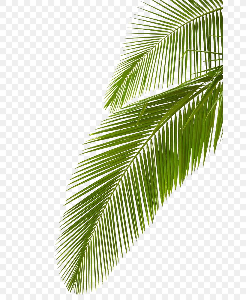 Arecaceae Leaf Stock Photography Palm Branch Royalty-free, PNG, 666x1000px, Arecaceae, Arecales, Coconut, Istock, Leaf Download Free