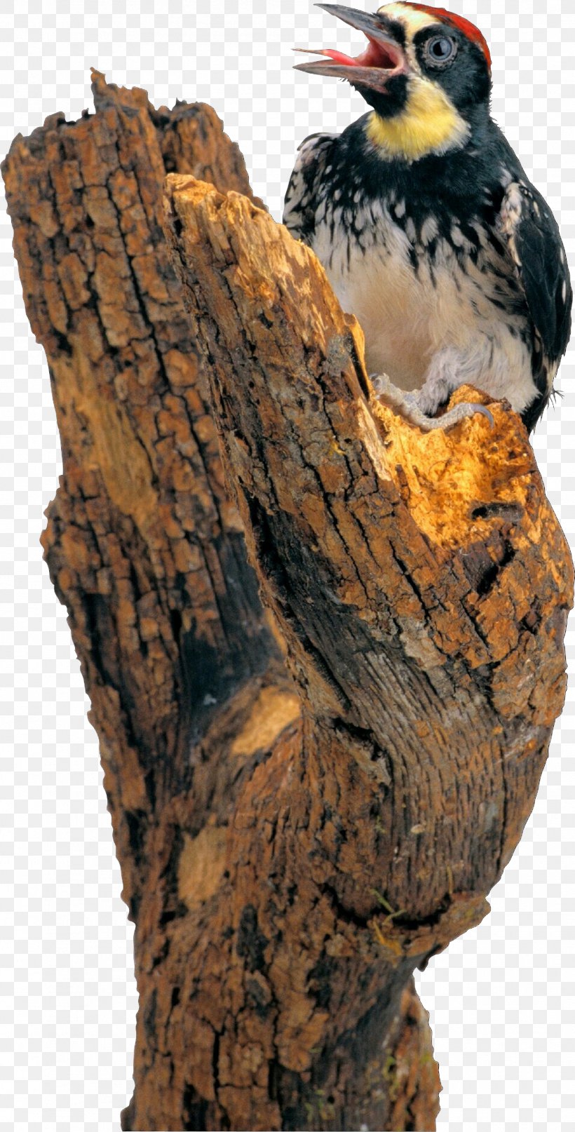Bird Bird Of Prey Beak Tree Peregrine Falcon, PNG, 1581x3113px, Cartoon, Acorn Woodpecker, Beak, Bird, Bird Of Prey Download Free