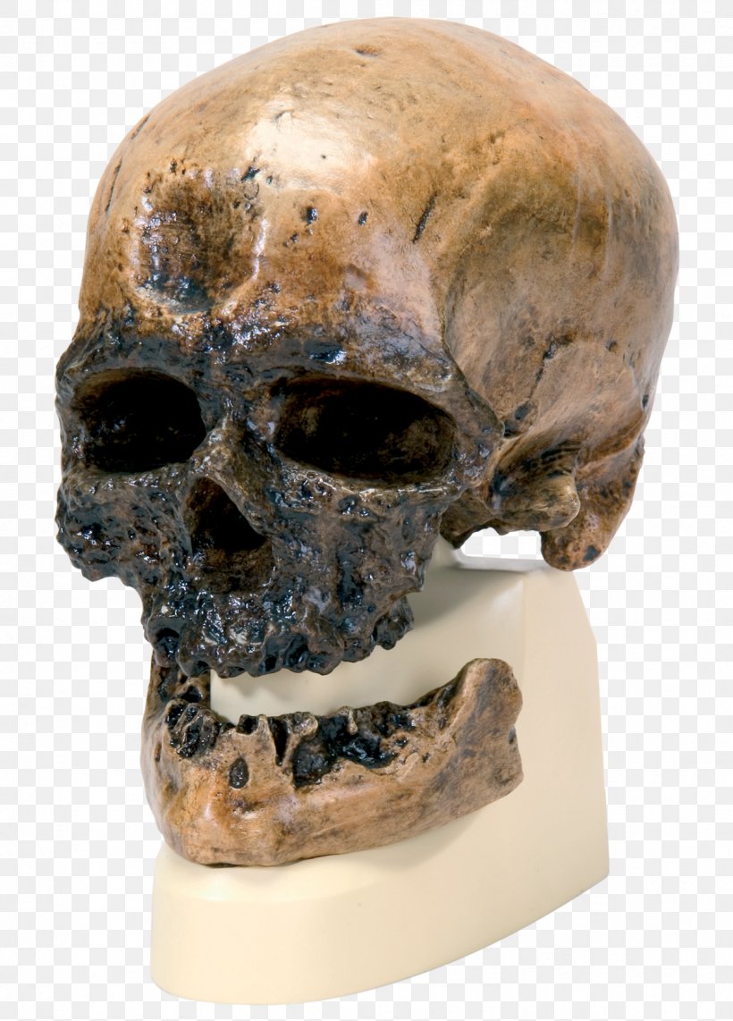 Cro-Magnon Rock Shelter Neandertal Homo Sapiens Peking Man Skull, PNG, 1214x1691px, Neandertal, Anatomy, Archaic Humans, Bone, Great Apes Download Free