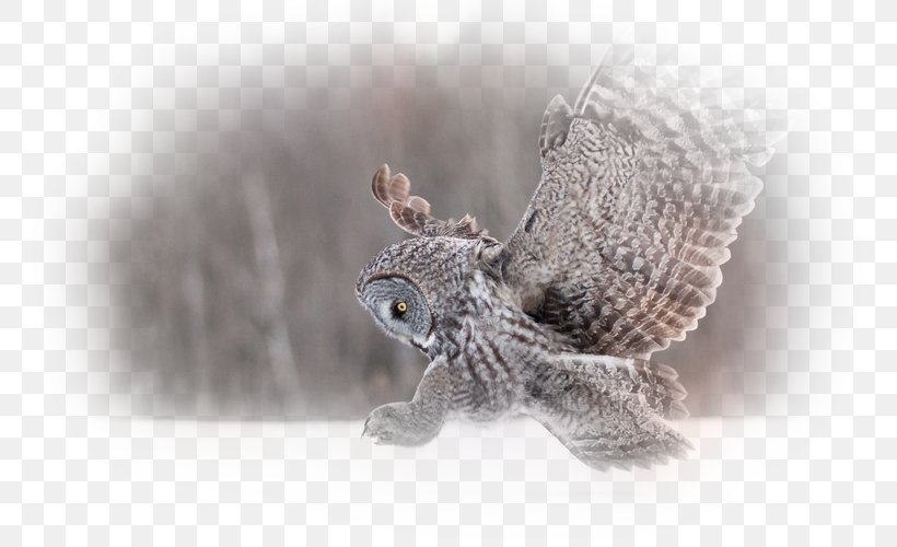 Great Horned Owl Bird Snowy Owl Desktop Wallpaper, PNG, 800x500px, Owl, All About Birds, Animal, Barn Owl, Bird Download Free